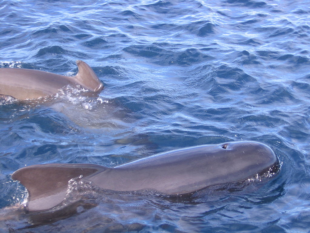 observados-os-dorsos-de-duas-baleias-que-nadam-à-superfície-do-mar