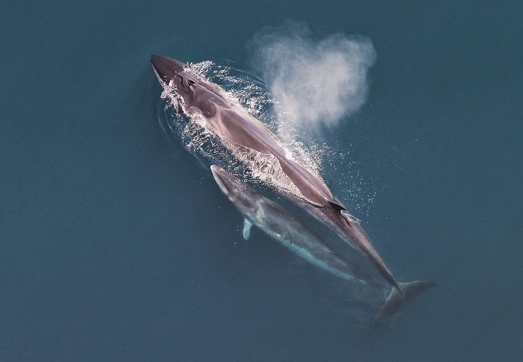 grande-baleia-cinzenta-vista-de-cima-acompanhada-pela-cria-no-mar