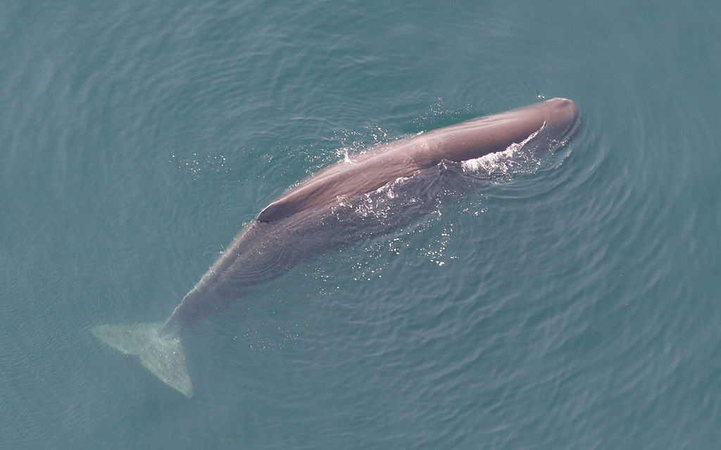 grande-baleia-cachalote-observada-no-mar