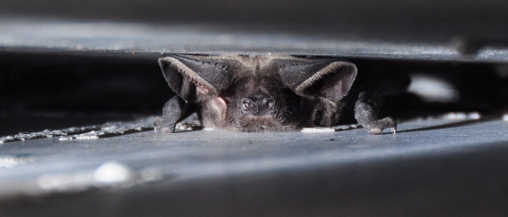 um-pequeno-morcego-espreita-dentro-de-uma-fenda-com-uma-minúscula-garra-à-mostra