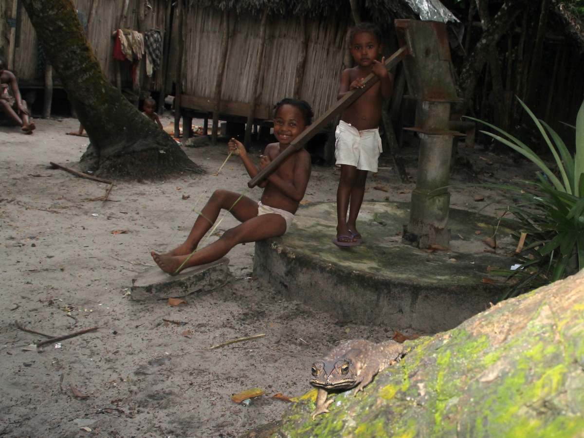 Sapo-comum-asiático numa zona urbana de Madagáscar. Foto: Franco Andreone
