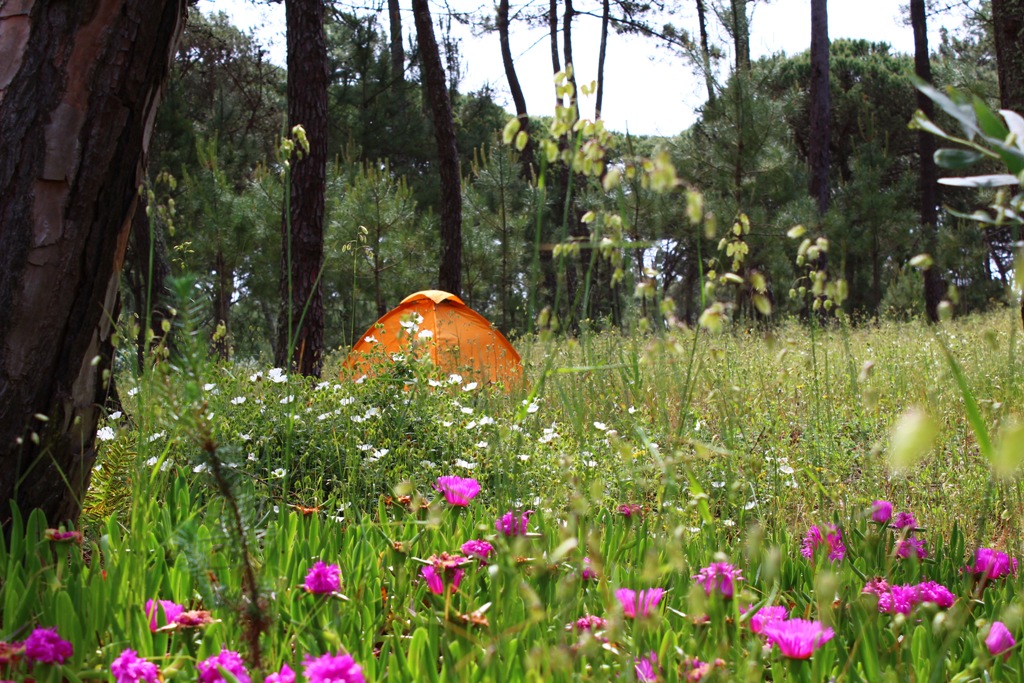 a-small-orange-tent-stands-on-a-meadow