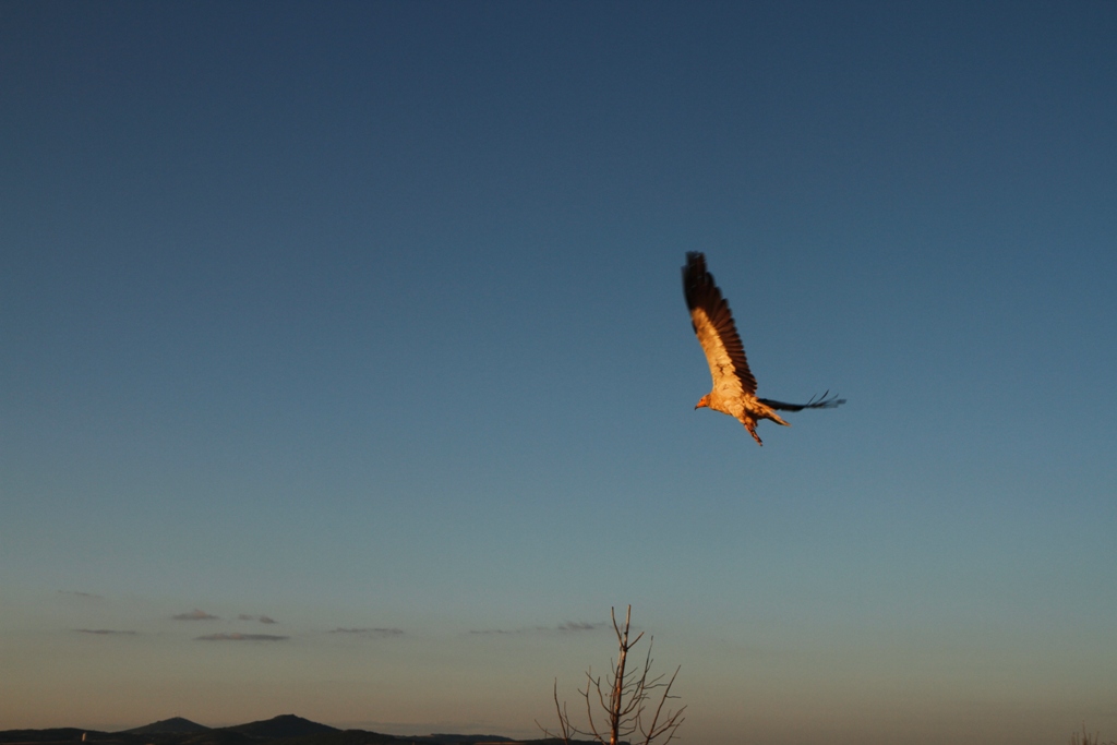 um-abutre-do-egipto-de-asas-abertas-visto-de-baixo-para-cima-a-voar
