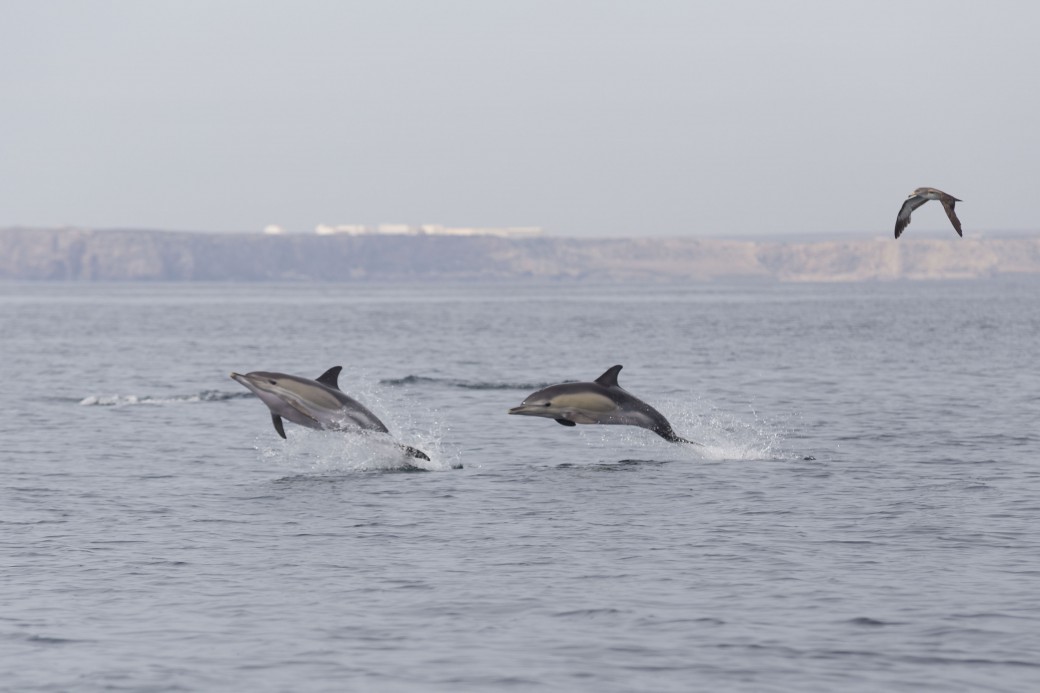dois golfinhos saltam fora da água do mar