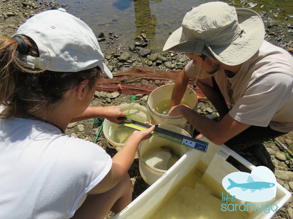 Biólogos medem os peixes recolhidos da ribeira do Vascão