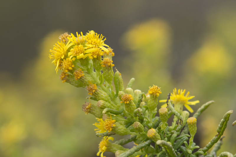 uma planta com pequenas flores amarelas