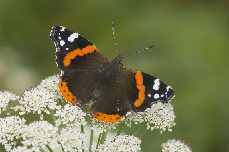 borboleta de asas pretas com riscas laranjas e brancas