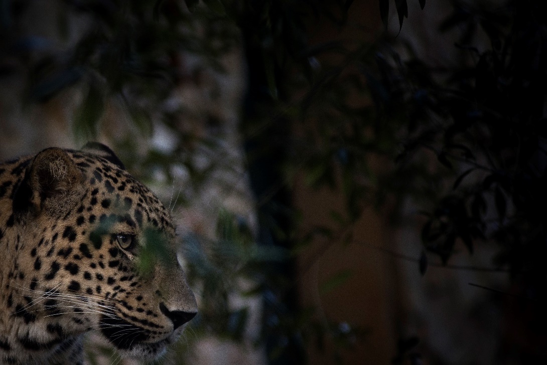 leopardo da pérsia no Jardim Zoológico de Lisboa