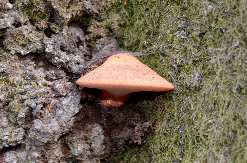 cogumelo laranja num tronco de árvore