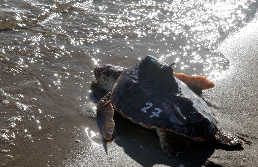 tartaruga com emissor avança para a água do mar
