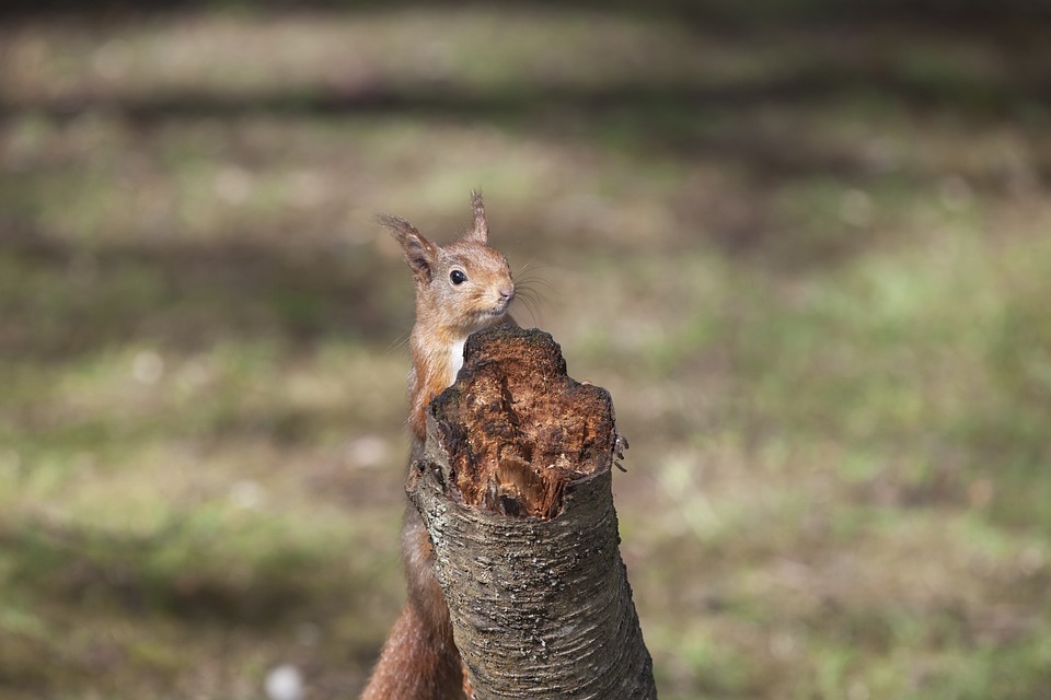 esquilo vermelho meio escondido atrás de um coto de árvore