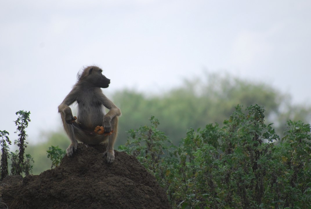 primata sentado num monte de terra