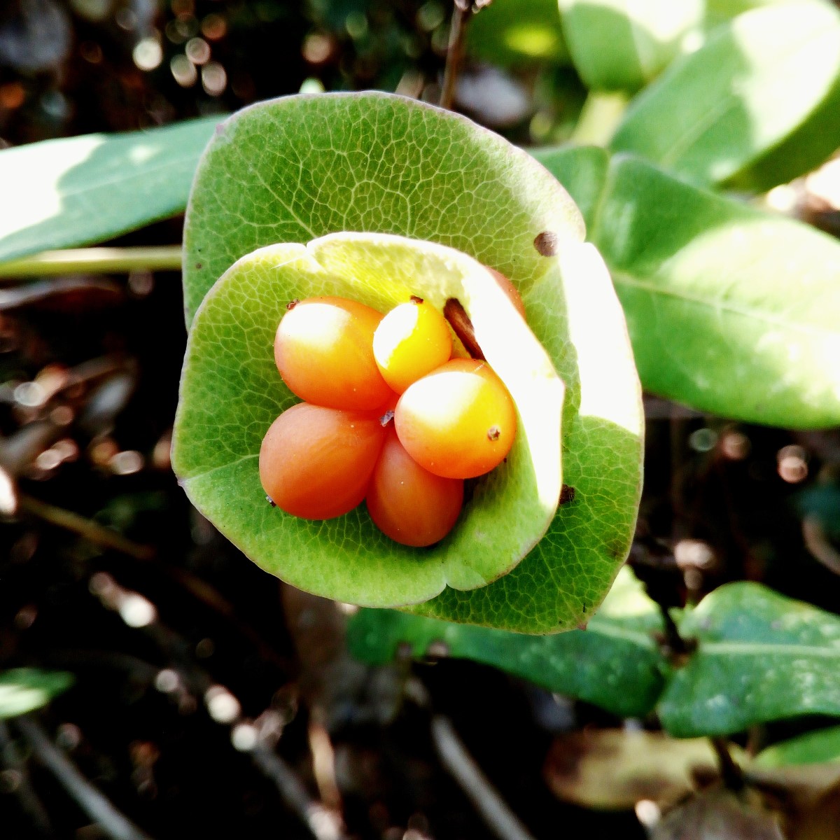 folha verde redonda de onde saem frutos de cor laranja