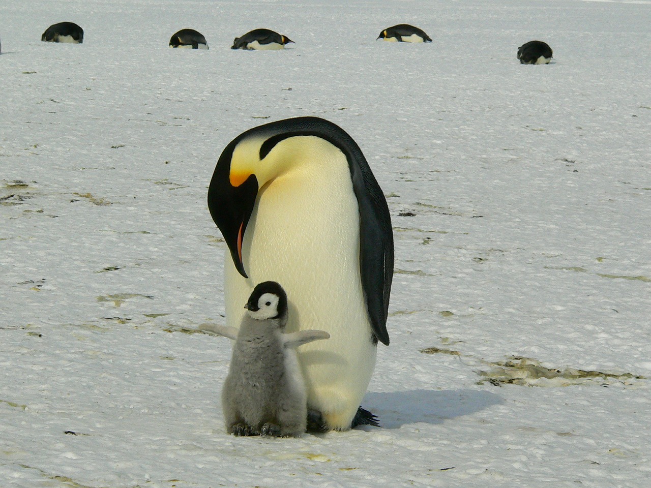 um pinguim-imperador e a sua cria, no meio da neve