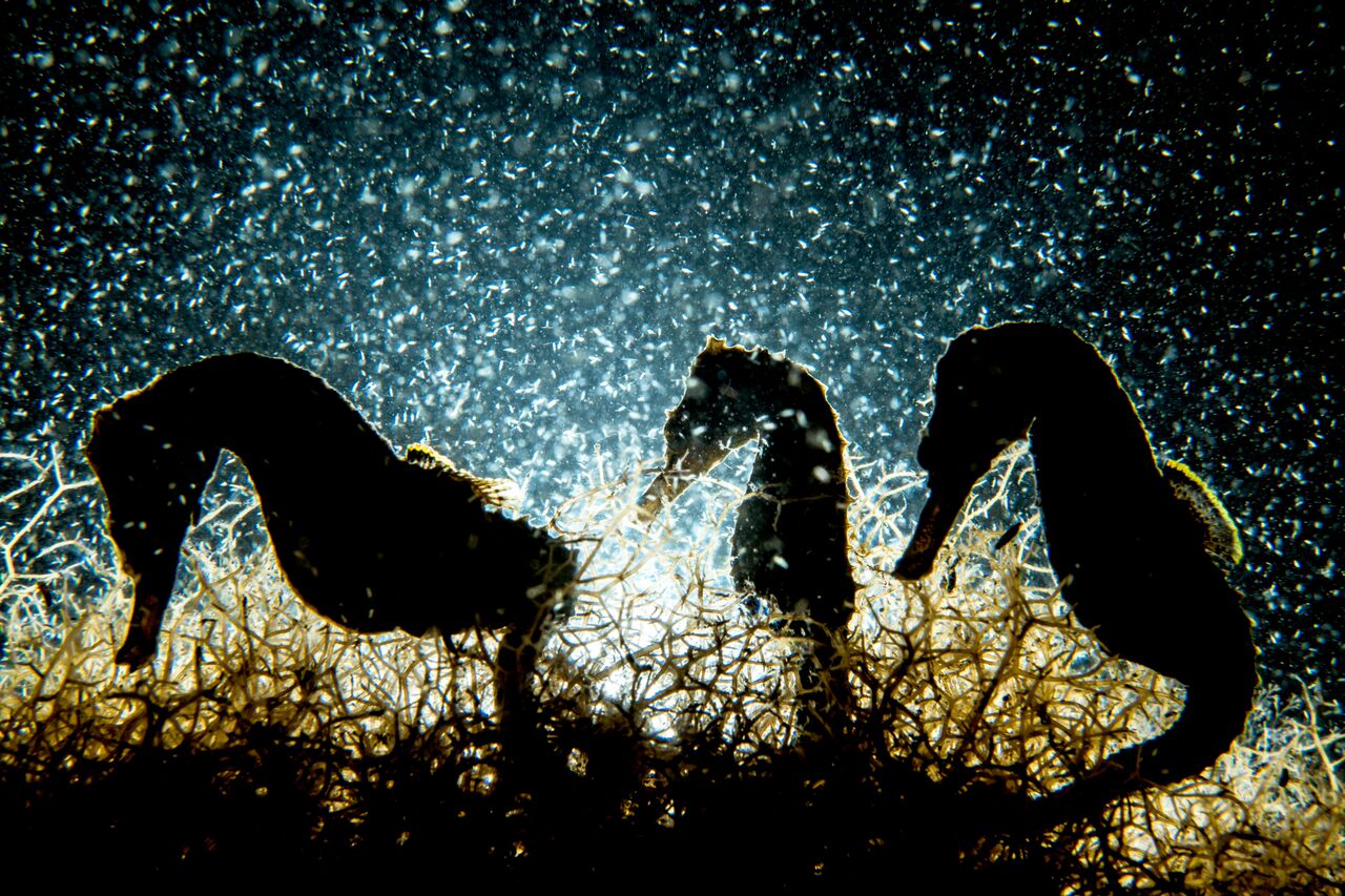 cavalos marinhos em contra-luz debaixo da água 
