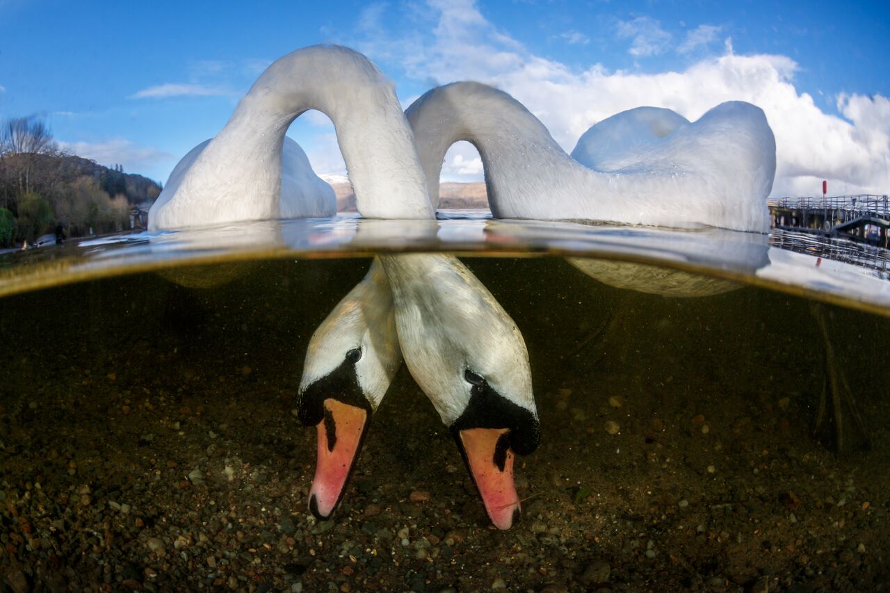 dois cisnes de pescoços cruzados procuram comida debaixo da água