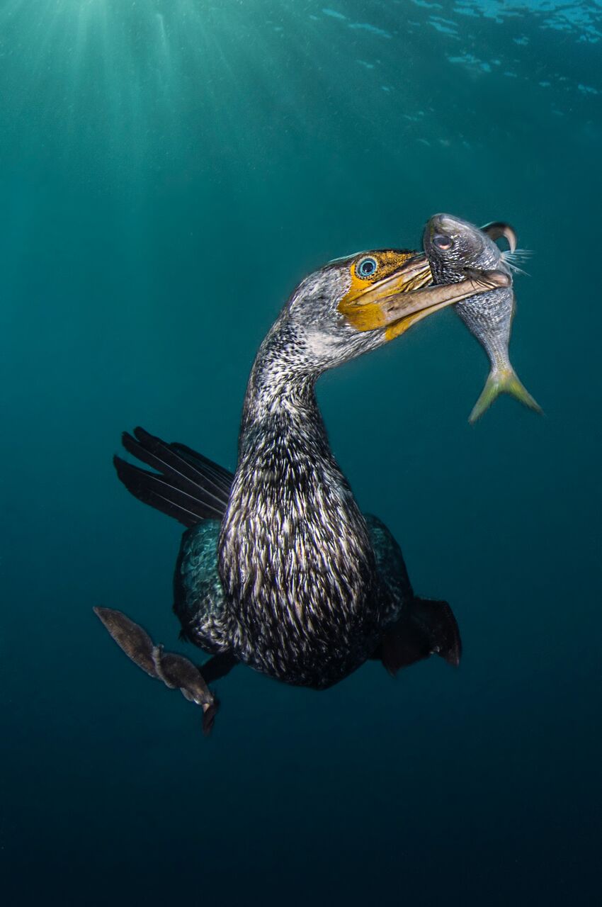 corvo-marinho asiático com um peixe no bico