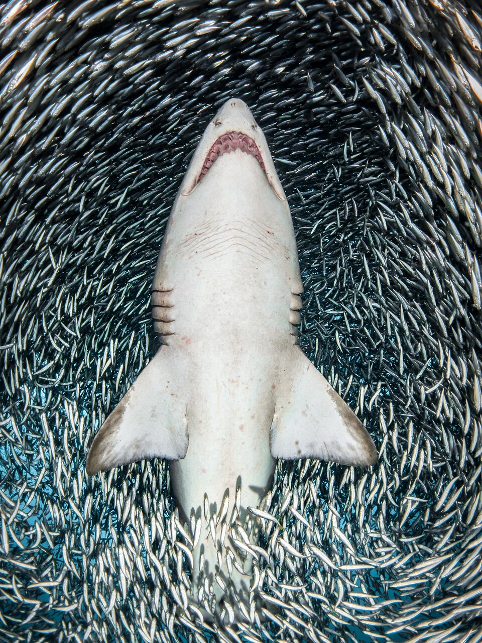 um tubarão rodeado por pequenos peixes