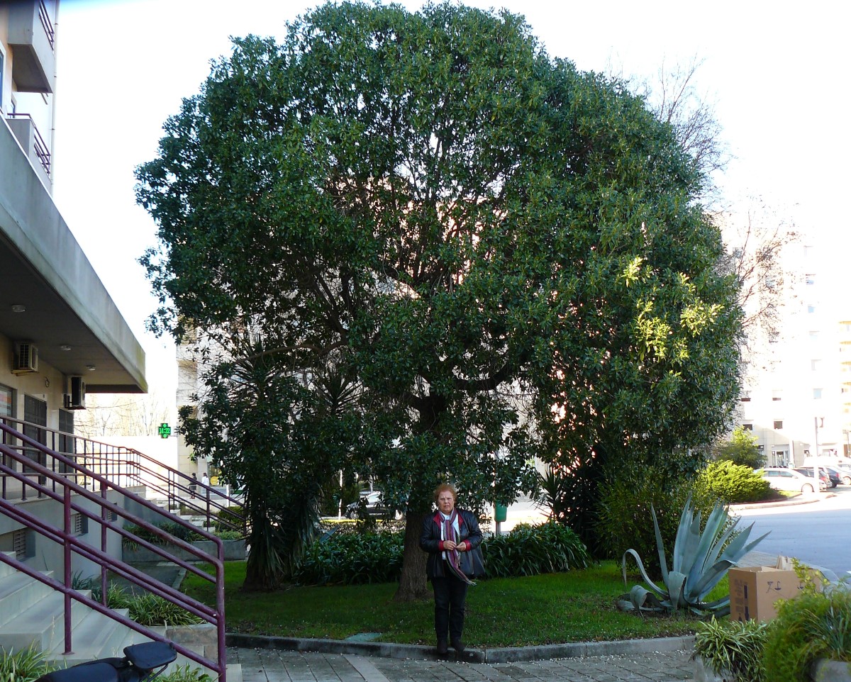 Mióporo em forma de árvore