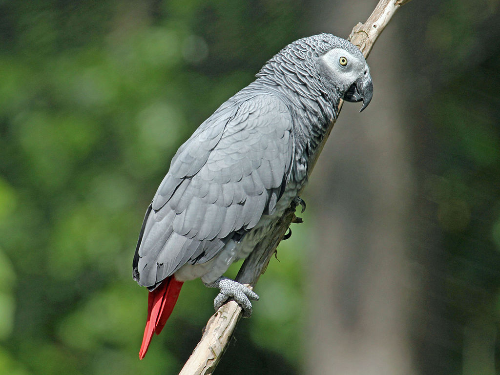 um papagaio-cinzento