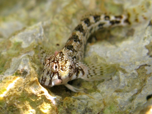 peixe trigado com pequena crista na cabeça