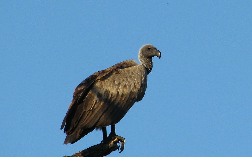 um abutre africano pousado num ramo