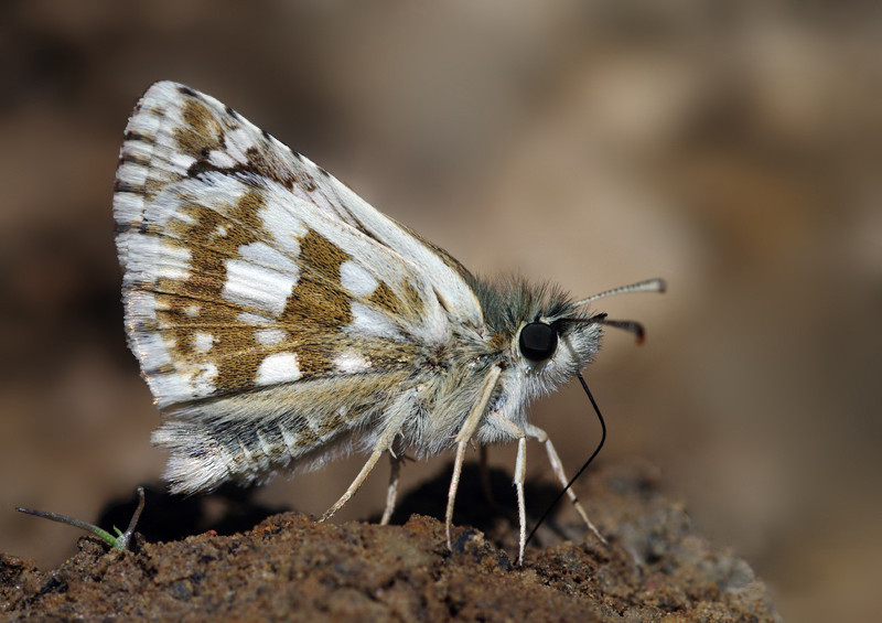 borboleta-axadrezada, de perfil
