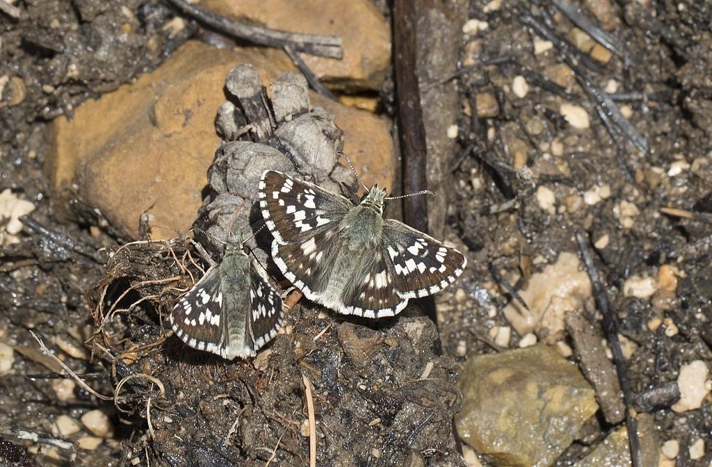 duas borboletas axadrezadas pousadas de asas abertas