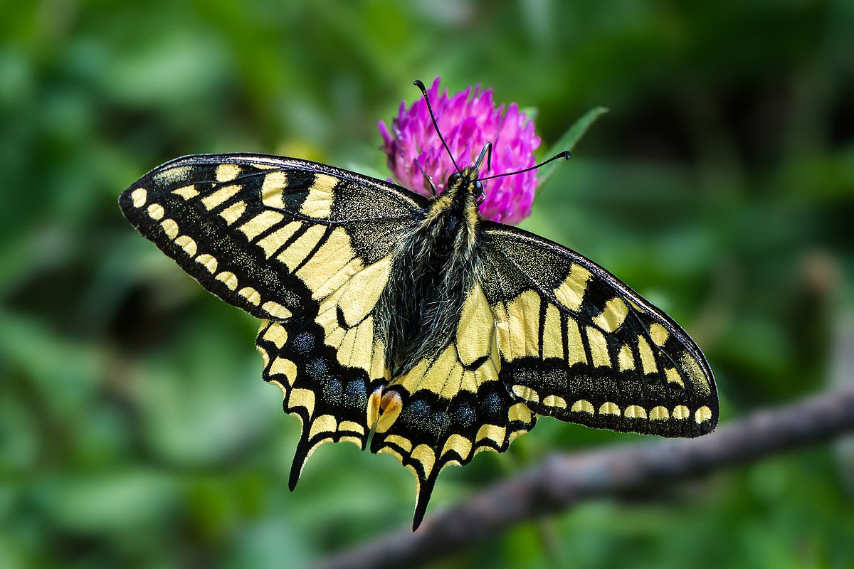 borboleta cauda-de-andorinha vista de cima, pousada numa flor