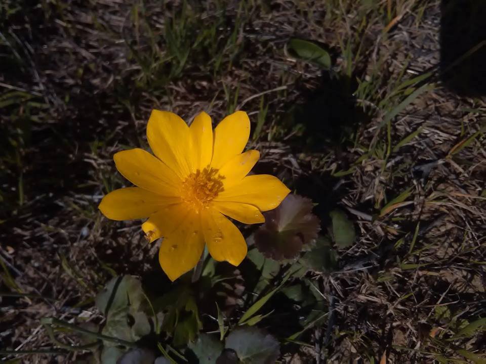 uma flor de pétalas amarelas