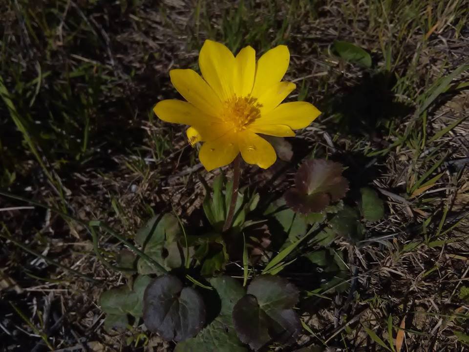 flor de pétalas amarelas