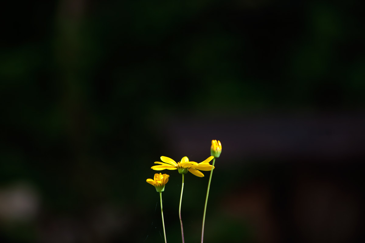 flores amarelas num fundo preto
