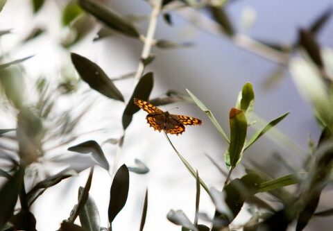 borboleta pousada num ramo