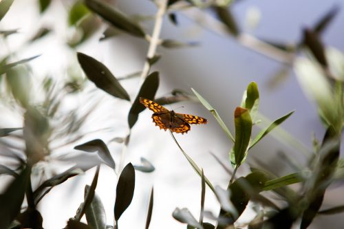 borboleta pousada num ramo