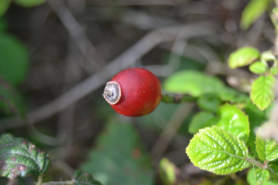 um botão de rosa (rosehip), agarrado ao ramo de uma roseira-brava