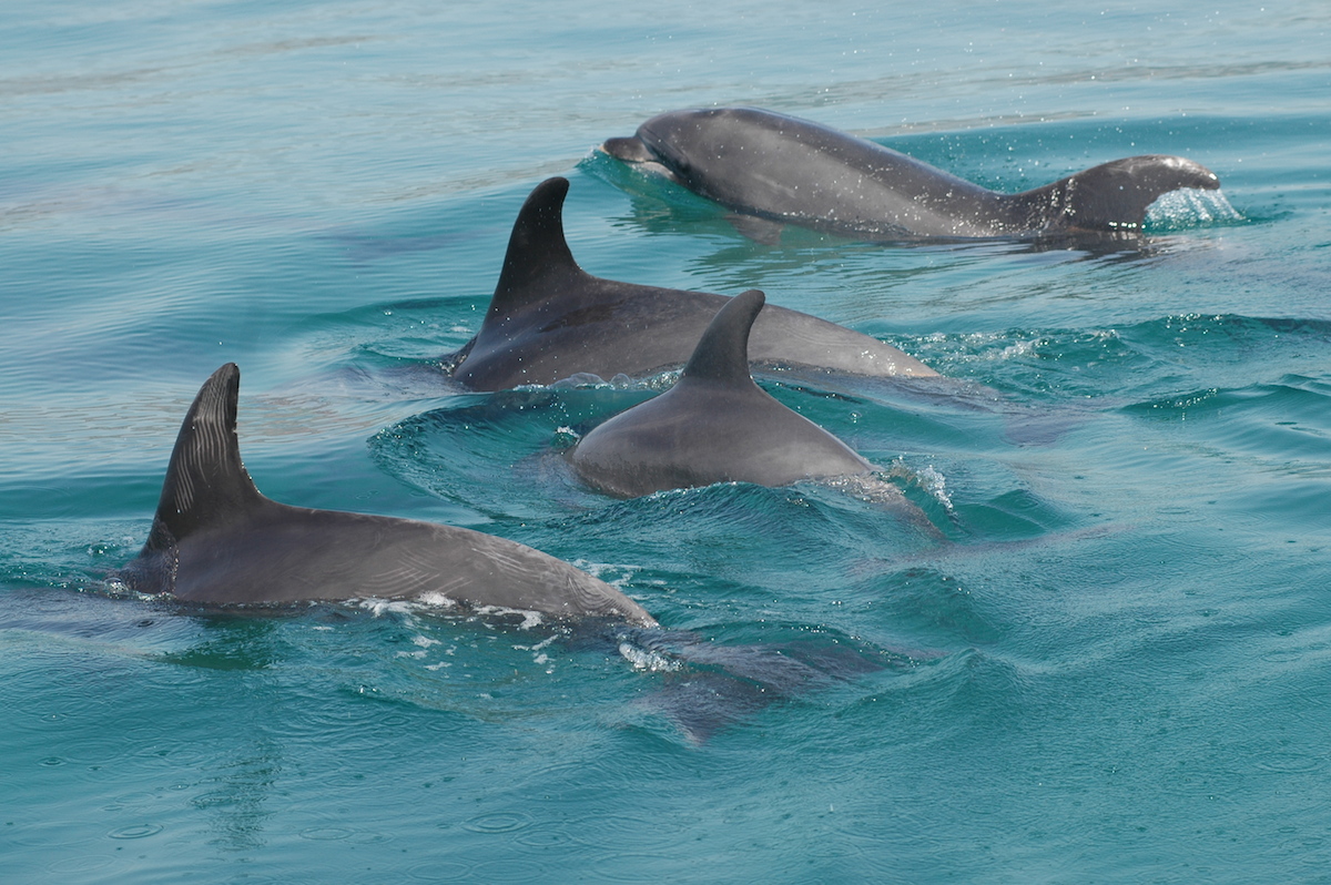 quatro golfinhos na água do mar