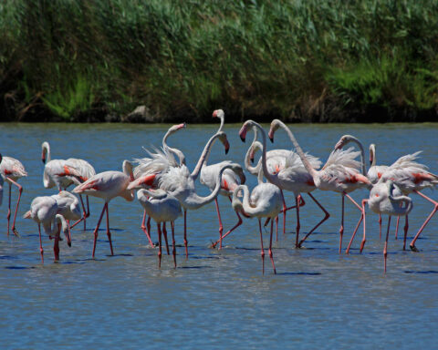flamingos no meio de um curso de água