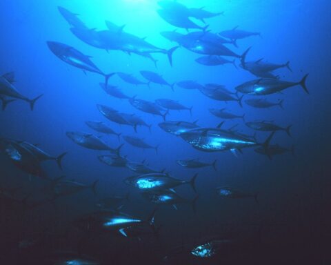 um-cardume-de-atuns-no-meio-do-oceano-azul