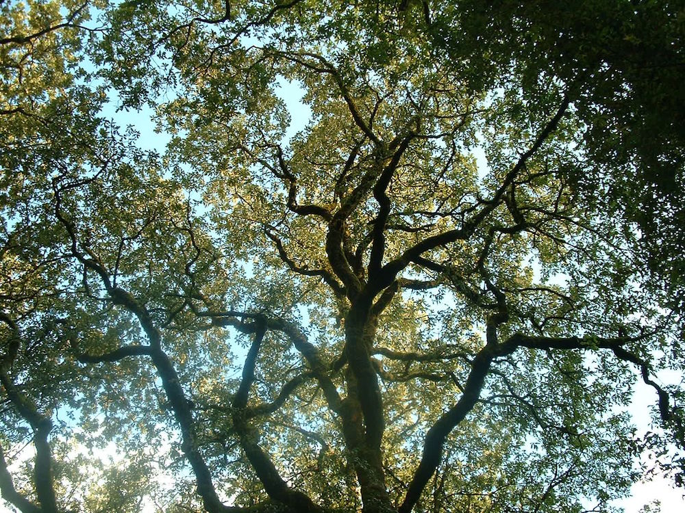 ramos e folhas de uma árvore aparecem contra o céu