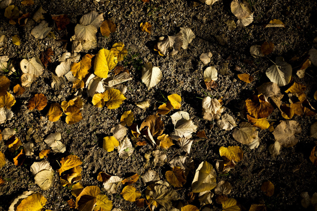 folhas de outono espalhadas na terra