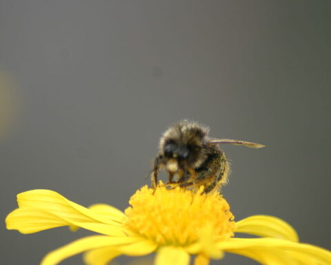 abelha europeia em cima de uma flor