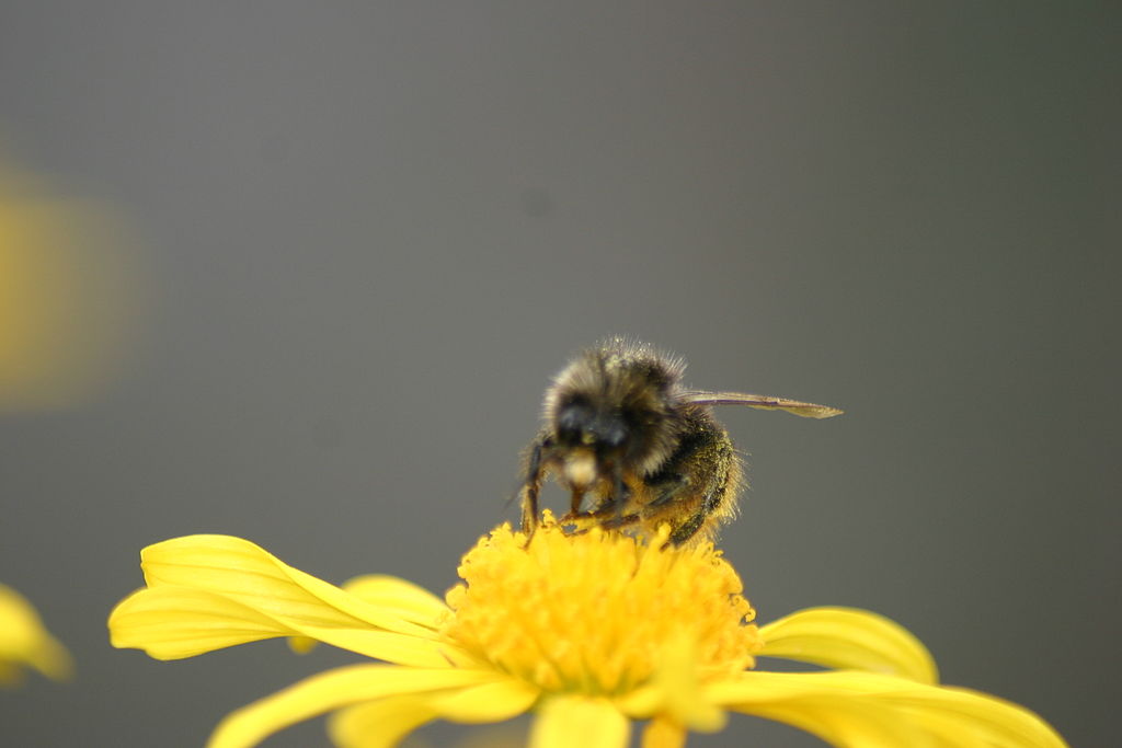 abelha europeia em cima de uma flor