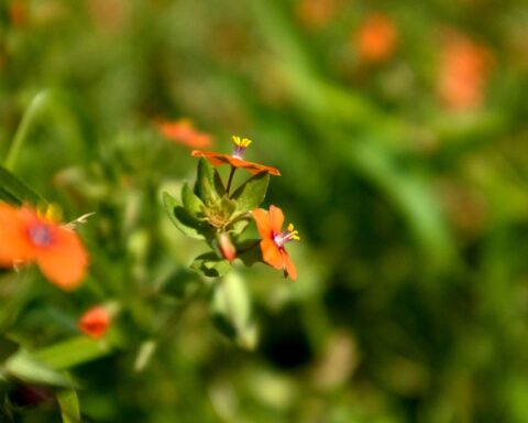 pequenas flores laranja num prado