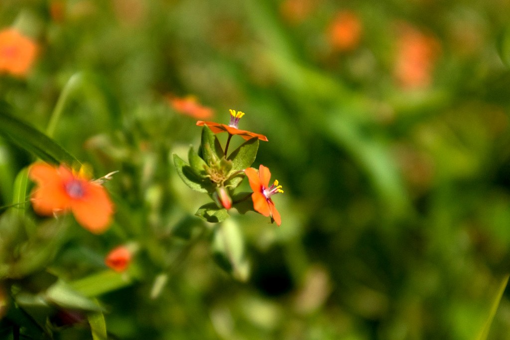 pequenas flores laranja num prado