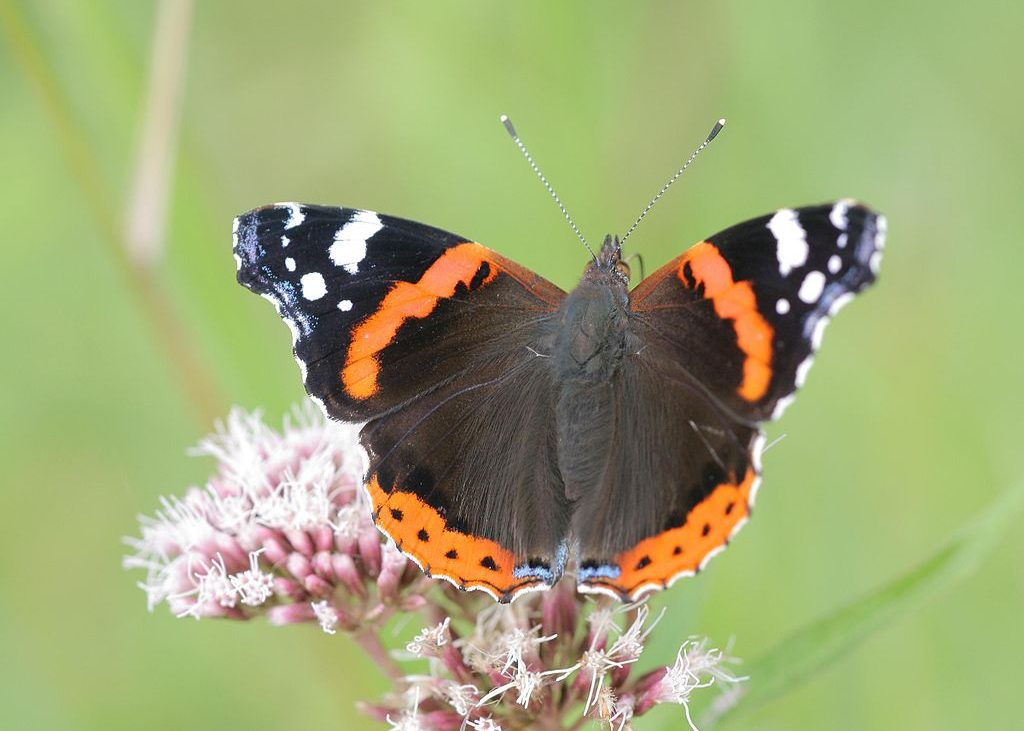 borboleta-de-asas-pretas-com-riscas-vermelhas-e-brancas-pousada-numa-flor