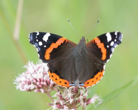 borboleta-de-asas-pretas-com-riscas-vermelhas-e-brancas-pousada-numa-flor
