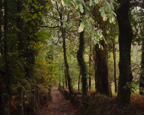 caminho por uma floresta