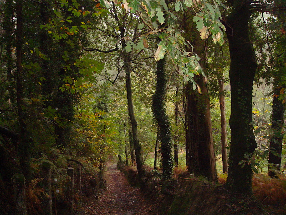 caminho por uma floresta