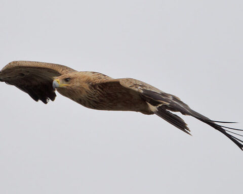 águia-imperial-ibérica em voo