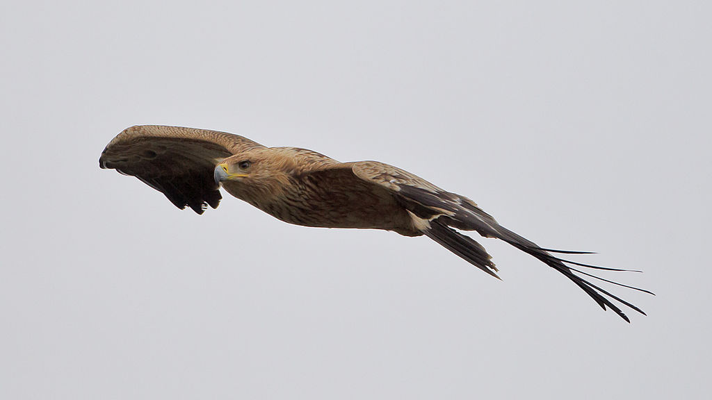 águia-imperial-ibérica em voo